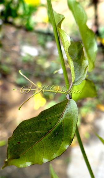  Leaf
